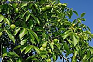 Pedro Walnut